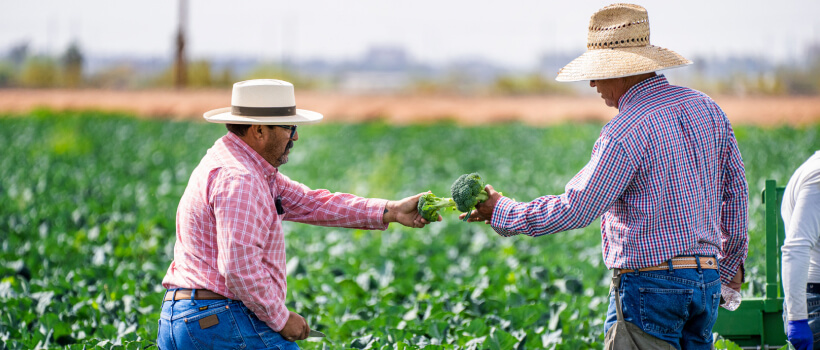 Vertical Farming and Its Future Scope.